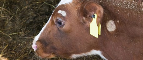 Young cow representing animal bioscience