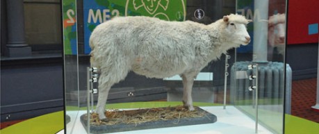 Dolly the Sheep exhibit at National Museum of Scotland
