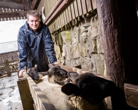 Farmer working in barn with sheep