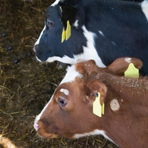 Young cows representing animal science research on the Easter Bush Campus 