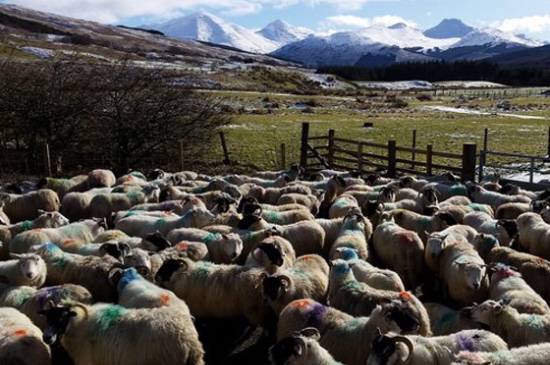 Flock of sheep on farm