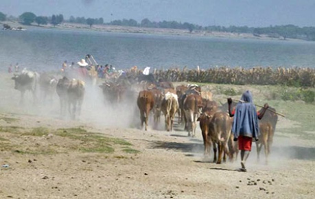 photo of livestock farmer and cattle for SEBI - credit UoE