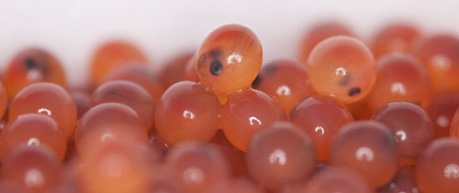 photo of salmon eggs - image credit Benchmark Animal Health