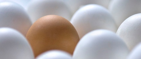 photo of white and brown eggs - credit University of Edinburgh