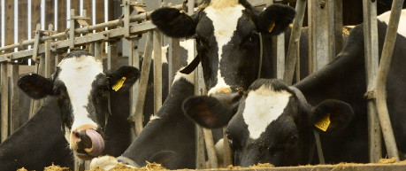 image of dairy cattle - credit UofE