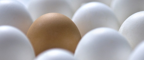 image of eggs - credit Roslin Institute