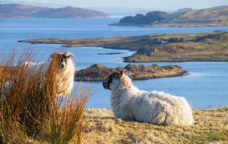 photo of two sheep on hillside overlooking loch - image credit SRUC