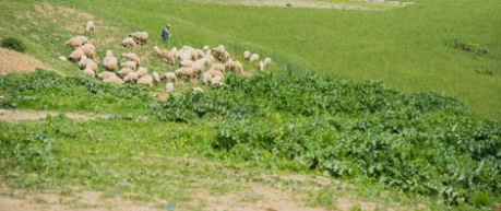 sheep farming - credit UoE