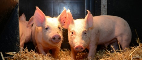 piglets - credit Roslin Institute