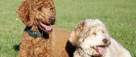 photo of two dogs  - image credit UoE, The Rosin Institute