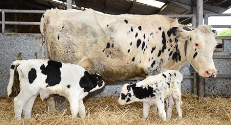 cow with calves in farm building - credit The Roslin Institute