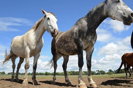 horses - credit The Roslin Institute