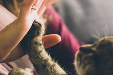 person playing with cat - credit SRUC