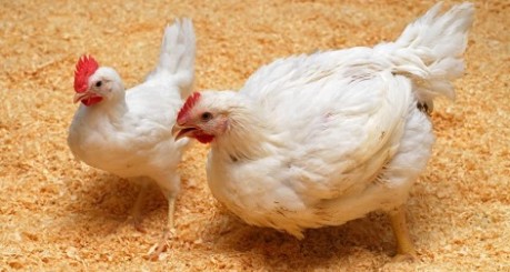 photo of two chickens - credit The Roslin Institute