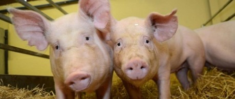 image of pigs in farm building - credit University of Edinburgh