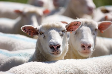 Sheep image for Animal Health - A3 Scotland 2020 conference