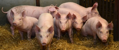 Pigs and litter for Animal Health - A3 Scotland 2020 conference
