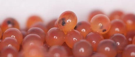 Image of fish eggs - credit The Roslin Institute