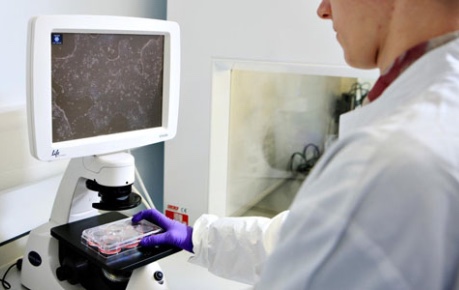 Censo Biotechnologies lab with lab worker viewing cells under microscope