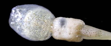 A sea louse being treated with the Pulcea system