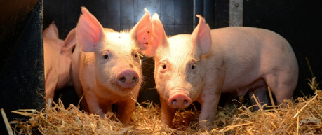 Small pigs in an indoor enclosure - credit The University of Edinburgh