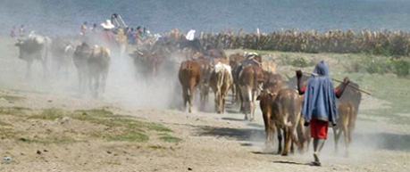 Livestock farmers with cattle - credit SEBI UoE