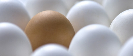 Chicken eggs