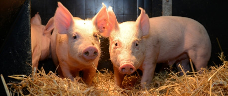Piglets indoors