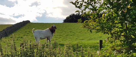 Brown and white goat in a field - credit Roslin Innovation Centre