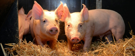 PIglets in a barn - credit the University of Edinburgh