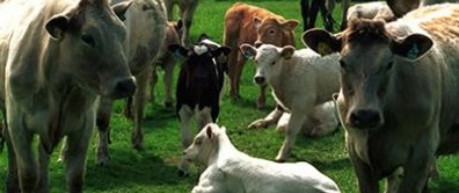 Cows and calves in a filed - credit Roslin Innovation Centre