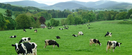 Cows in a field - credit Roslin Innovation Centre