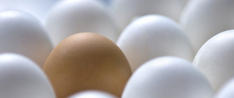 Brown egg amongst white eggs - credit Roslin Innovation Centre
