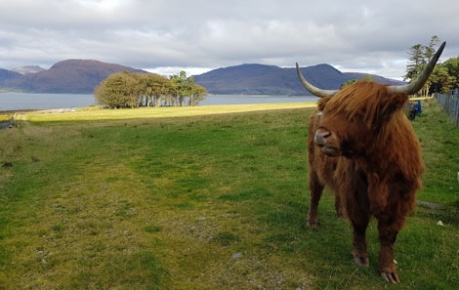 Highland Cow in field, Ardsheal, Scottish Highlands - credit Roslin Innovation Centre