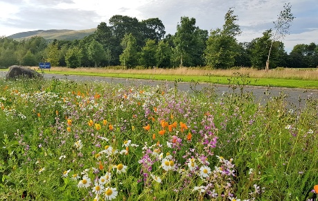 Wildflowers on Easter Bush Campus - credit Roslin Innovation Centre