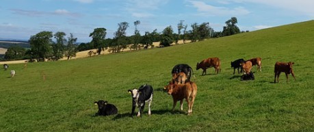 Cows on a hill - credit Roslin Innovation Centre