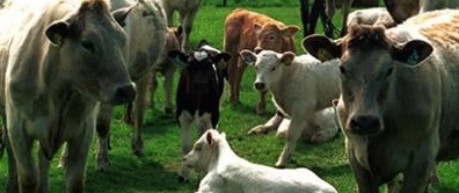 Cows and calves in a field - credit unknown