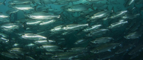 Salmon - credit The Roslin Institute