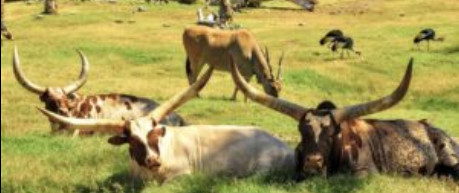 long-horned cattle in a field - credit CTLGH