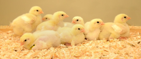 Chicks - credit University of Edinburgh