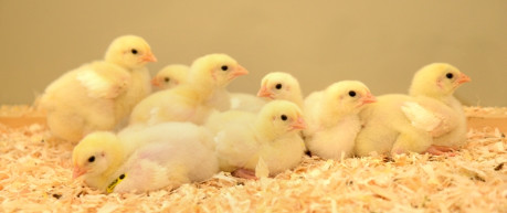 A group of chicks - credit the Roslin Institute