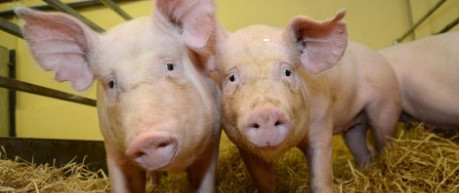 2 pigs in an indoor pen - credit unknown