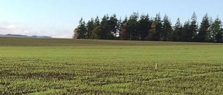 field of crops, agriculture - credit Roslin Innovation Centre