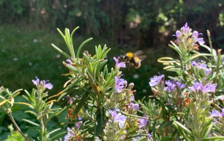 Bee on flowers, pollinator, honey bee - credit Roslin Innovation Centre/LP