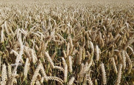 Field of wheat - credit Roslin Innovation Centre (LP)
