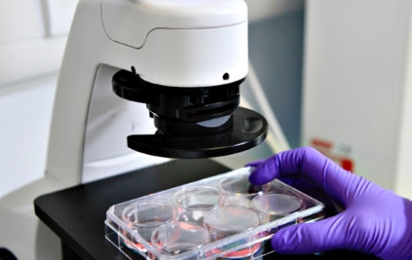 IPSCs research stem cells in the lab
