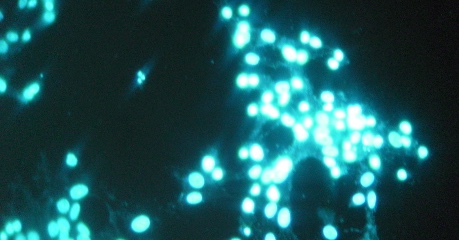 Moredun Scientific biosafety services positive test image