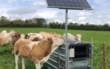 Cattle in field with solar panel - credit Ritchie BeefMonitor