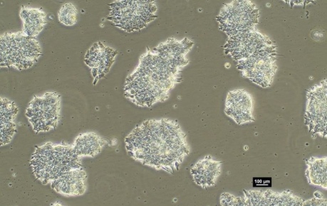 Roslin Technologies pluripotent stem cells