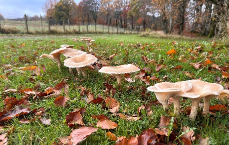 Forest fungi. Credit Rhizocore Technologies